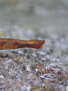 PSG 1 Indian stick insect St Agnes2