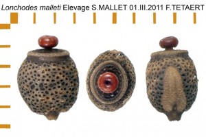 PSG 200 Lonchodes malleti ova