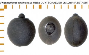 PSG 205 Phaenopharos struthioneus ova