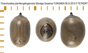 PSG 208 Tirachoidea jianfenglingensis ova