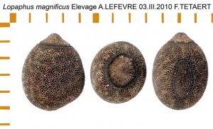 PSG 210 Lopaphus magnificus ova
