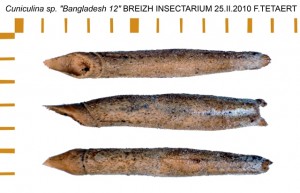 PSG 211 Cuniculina sp ova