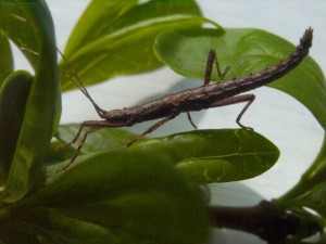 PSG 213 Malacomorpha jamaicana