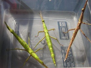 PSG 214 Haplopus jamaicensis ad females2
