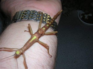 PSG 214 Haplopus jamaicensis unusual fe