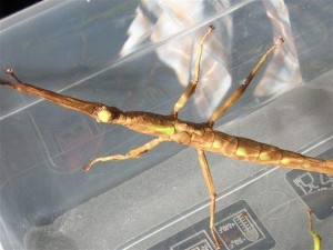 PSG 214 Haplopus jamaicensis unusual fe2