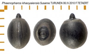 PSG 215 Phaenopharos khaoyaiensis ova