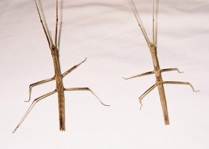 PSG 216 Medaura scabriuscula adult females Copyright © NFord