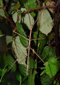 PSG 216 Medaura scabriuscula adult male