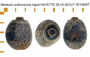 PSG 216 Medaura scabriuscula ova