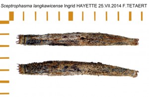 PSG 221 Sceptrophasma langkawicense ova