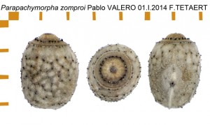 PSG 224 Parapachymorpha zomproi ova