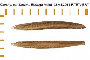 PSG 225 Clonarina conformans ova
