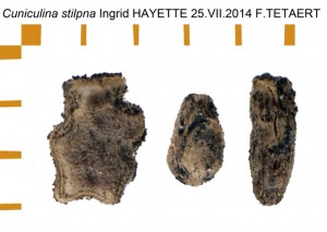 PSG 226 Cuniculina stilpna ova