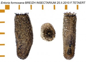 PSG 228 Entoria formosana ova
