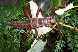 PSG 23 Eurycantha calcarata adult male