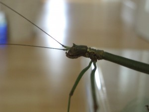 PSG 230 Lonchodiodes samarensis adult female head Copyright © NFord