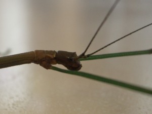 PSG 230 Lonchodiodes samarensis adult male head Copyright © NFord