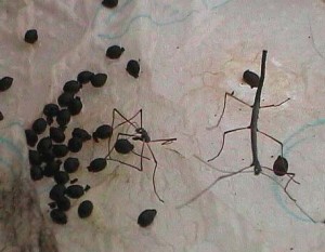 PSG 230 Lonchodiodes samarensis first instar Copyright © Gerard Joly