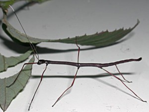 PSG 230 Lonchodiodes samarensis nymphby Viera Vodrazkova