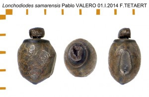 PSG 230 Lonchodiodes samarensis ova