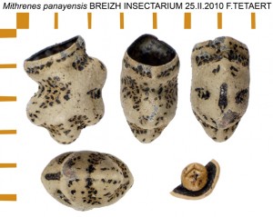 PSG 232 Mithrenes panayensis ova
