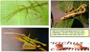 PSG 234 Xylica oedematosa Copyright © Sally L Ewen