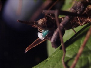PSG 235 Brasidas samarensis