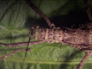 PSG 235 Brasidas samarensis2