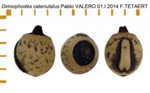 PSG 236 Dimorphodes catenulatus ova