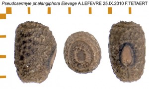 PSG 237 Pseudosermyle phalangiphora ova