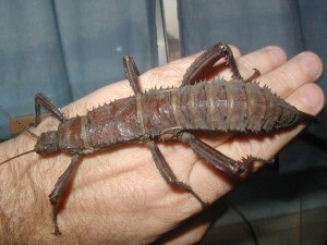 PSG 23 Eurycantha calcarata female Copyright © DO of Sticktalk