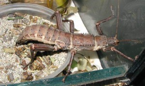 PSG 23 Eurycantha calcarata laying Copyright © DO of Sticktalk