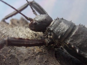 PSG 23 Eurycantha calcarata adult male