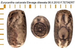 PSG 23 Eurycantha calcarata ova