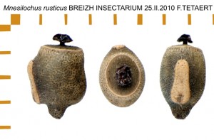 PSG 246 Mnesilochus rusticus ova