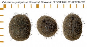 PSG 248 Pylaemenes guangxiensis ova