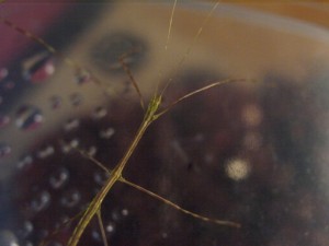 PSG 250 Bacteria ferula2