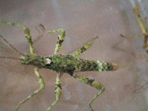 PSG 255 Trachyaretaon brueckneri female nymph1