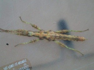 PSG 255 Trachyaretaon brueckneri female nymph2
