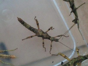 PSG 255 Trachyaretaon brueckneri female nymphs