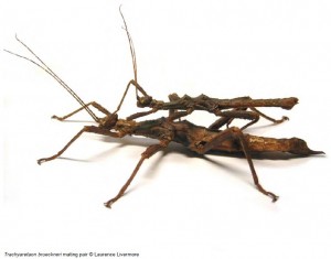 PSG 255 Trachyaretaon brueckneri mating pair Copyright © Laurence Livermore