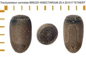 PSG 255 Trachyaretaon carmelae ova