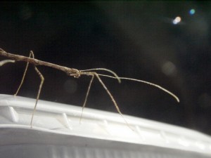 PSG 256 Orxines semperi nymph