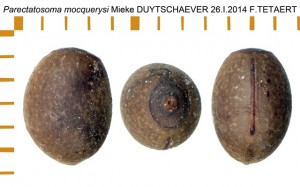 PSG 258 Parectatosoma mocquerysi ova