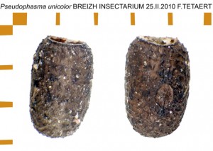 PSG 259 Pseudophasma unicolor ova