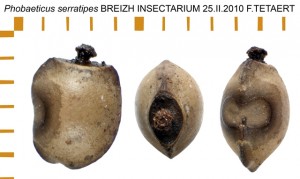 PSG 25 Phobaeticus serratipes ova