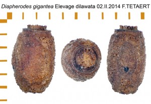 PSG 260 Diapherodes gigantea ova