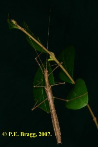 PSG 264 Pseudophasma velutinum F1