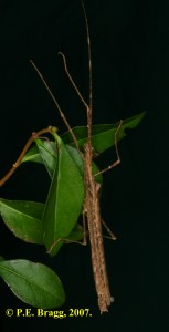 PSG 264 Pseudophasma velutinum F2